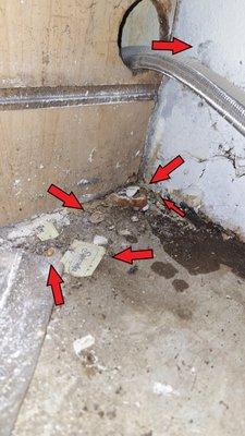 Our "newly renovated" unit at Arbol Grande by Venture Real Estate Group. This rodent mess was hidden underneath boards under kitchen sink.