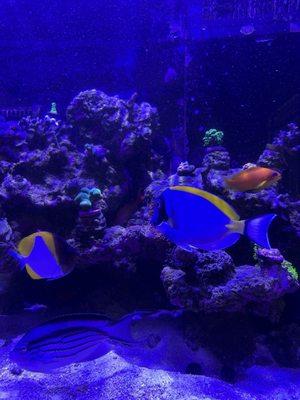 Pyramid angel about 2 months.  Powderblue tang and lamark angel about 3 years now