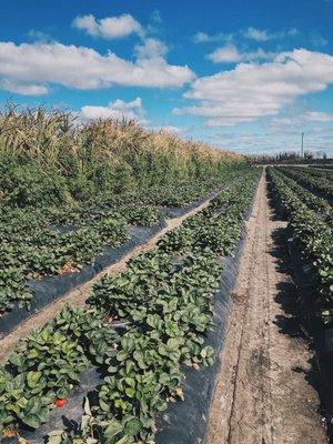 Strawberry field