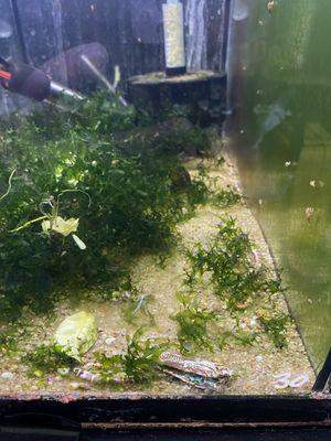 Tank littered with 10+ dead kuhli loaches