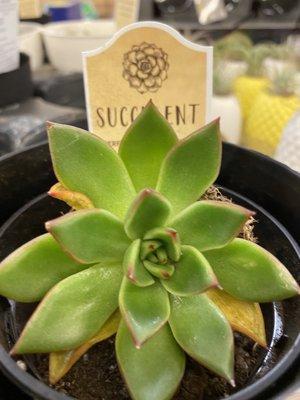 Nice succulent