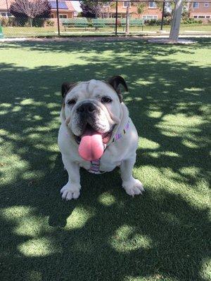 Kamea enjoying the park. One of my favorite dog parks!