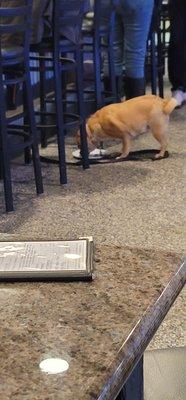 Dog eating off plate she placed on the floor. How disgusting! That is why they have dog bowls.