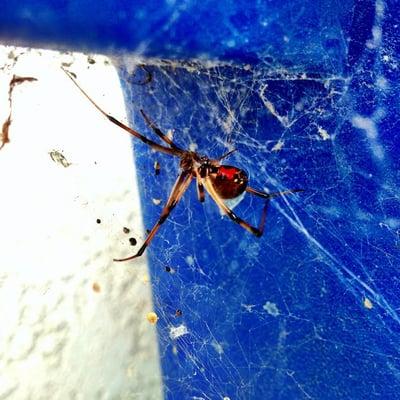 Regular pest control will keep your home pest free (we found this spider near a trash bin during a pest control treatment).