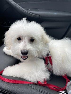 After grooming! So adorable and fluffy