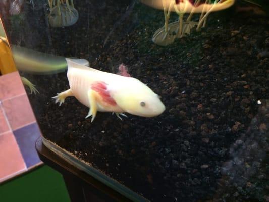 Axolotl