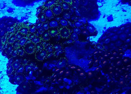 Zoas