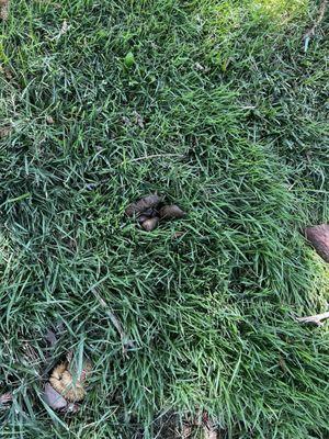 Dog poo from my neighbor who I complained about because she refused to pick it up.