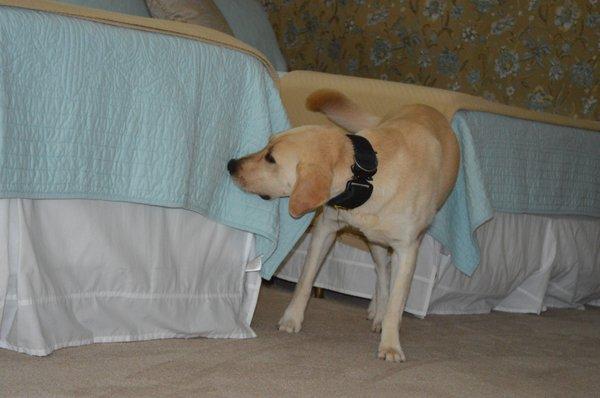 K9 Trakker Searching for Bed Bugs