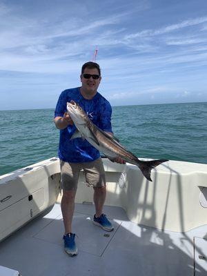 Cobia!