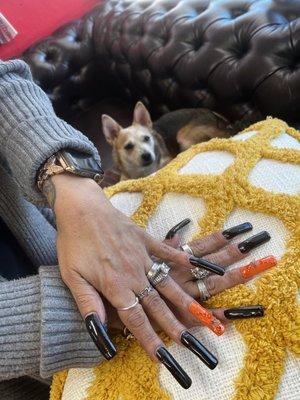 These are my nails that were done, and my dog in the background