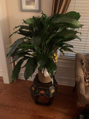 Spathiphyllum - Medium