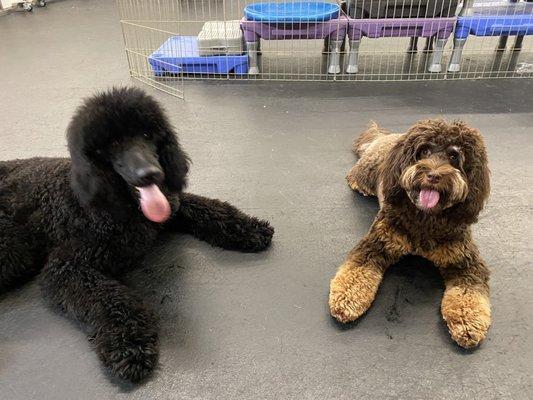 "I Said Sit!" School for Dogs