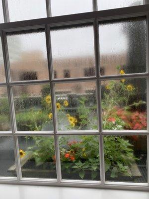 The roof view from the room was actually beautiful with flowers and plants.