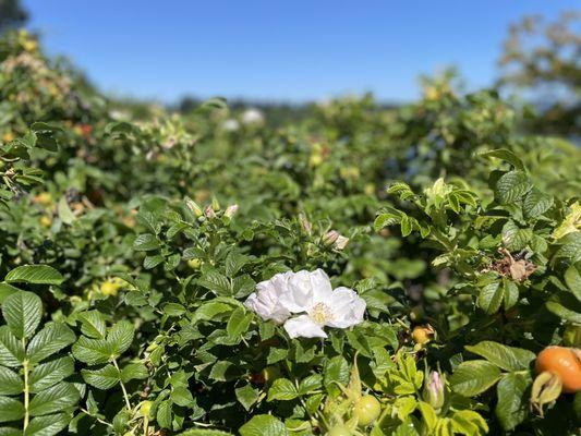 Roses and rose hips