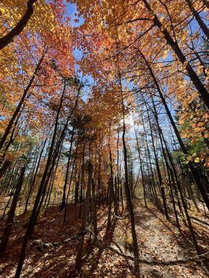 Wooded area to walk through just outside