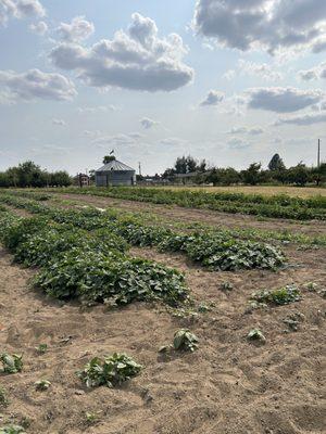 Hidden Acres Orchards