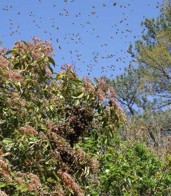 Awesome picture of Live Honey Bees Swarming:)