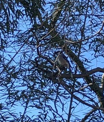 A Blue Jay I Saw On Christmas Day! (2020)