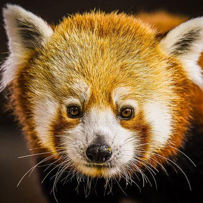 Red panda, Sundara "Sunny D"  Photo by Kyle Shepherd