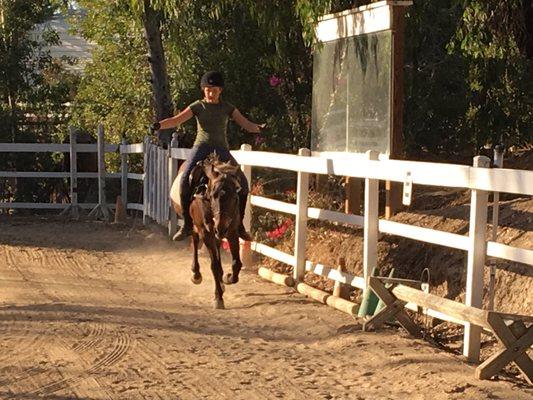 Reinless and stirrupless canter work for student Elise on my trusted lesson pony Hapa