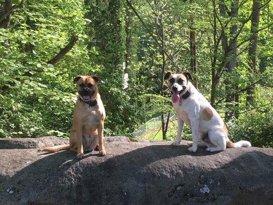 My two pups who love the groomers at PetSense