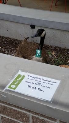 Perhaps they should change the name of the store to Goose House. :) I'm glad they are watching out for our feathered friends.