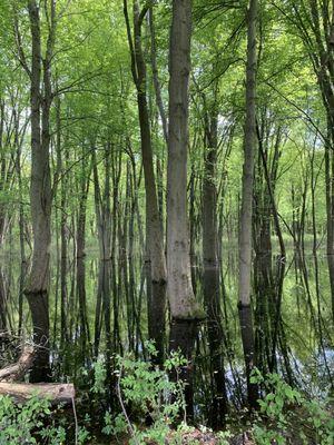 I think the water levels were higher due to the recent rain