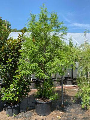 Bald Cypress