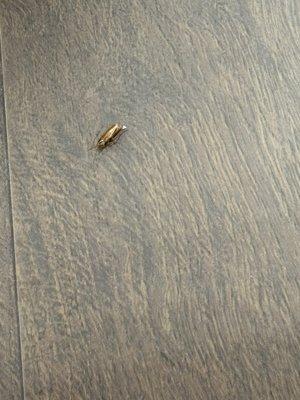 Alive bug in nail salon ! YUCK JUST FYI