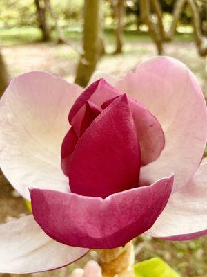 Magnolia