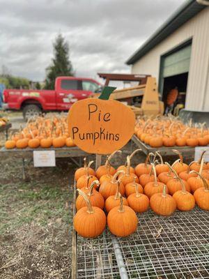 Pie pumpkins