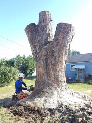 Removing a very large tree in Allentown PA
 6 feet diameter