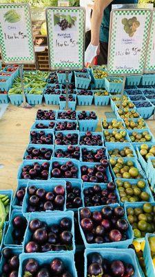 Muscadine Grapes