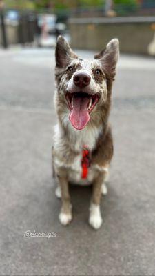 My dog GIR thrilled with her new cut