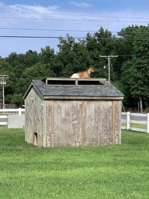 Goat watching Saturday traffic