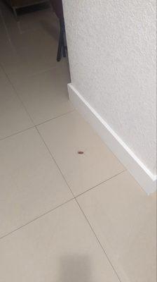 Roach on the floor.