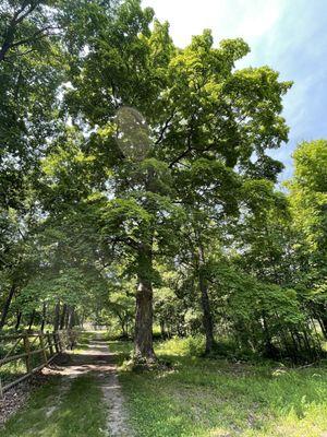 One of the beautiful trees in the park.