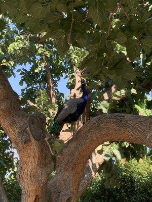 A peacock hanging out in the fruit orchard