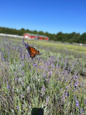 Fragrant Isle Lavender Farm and Shop