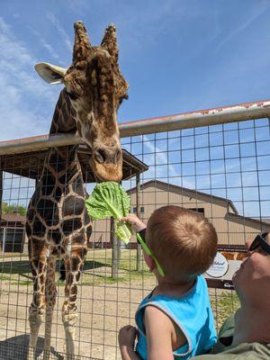 Feeding the giraffes! - May 2022