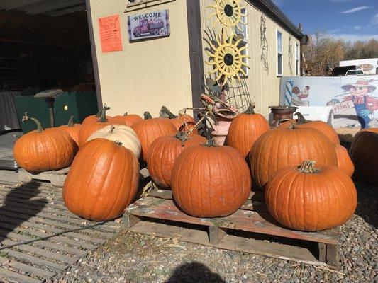 Really, really large pumpkins by the entrance.