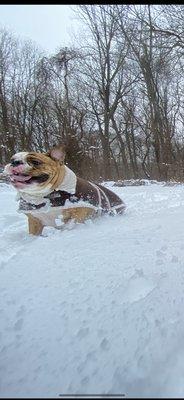 I've attached a photo of my bulldog running through the snow on one of her day trips! She always has a blast.