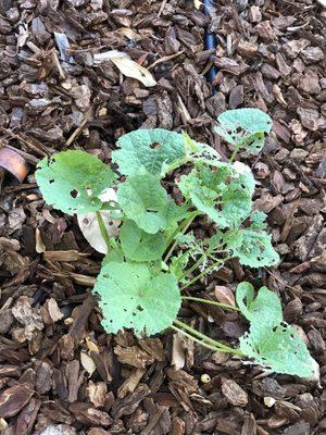 same plant, same time planted in BG mulch covered bed, next morning bugs eaten, whereas...