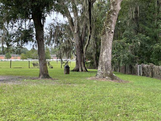 Shade trees along fence