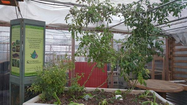 Giant tomato plant