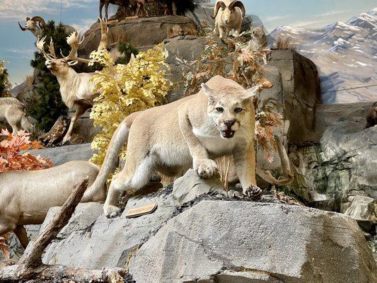 Mountain lion mount