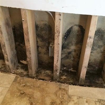 Stachybotrys, aka, the black mold inside the wall