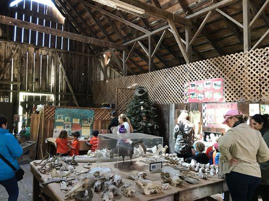 Educational displays in our Lower Barn, including a collection of animal bones!