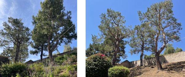 Tree Trimming before and after in Brea.